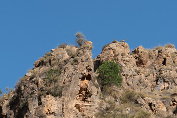 Mountain goat on top of a cliff