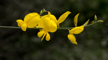 Spanish broom