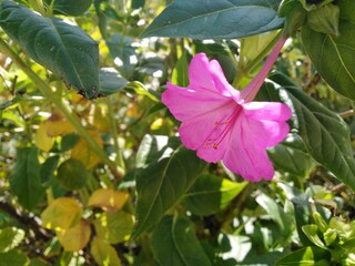 green leaves  pink flower