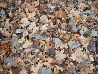 Taken outdoors on a rainy day, this shot looks directly down at fallen autumn leaves.