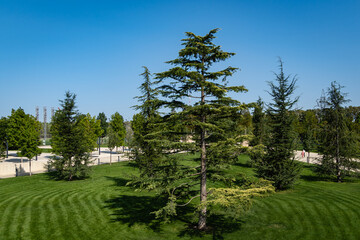 Tall beautiful Lebanese cedar (Cedrus libani) on green lawn. City Park 