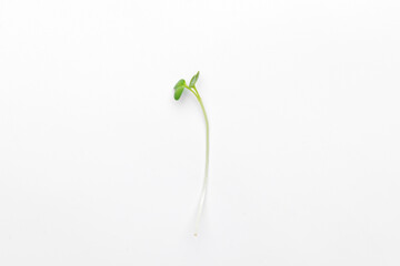 One isolated microgreen radish sprout. Healthy lifestyle, superfood