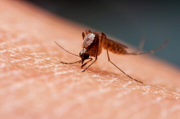 Close up a mosquito sucking human blood