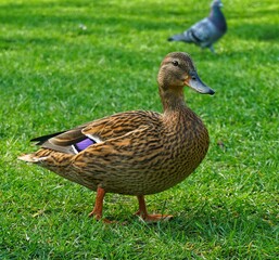 duck in the park