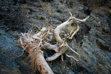 trunk on the seashore