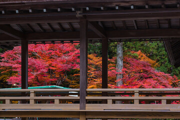 日本 静岡県周智郡森町、小國神社の紅葉