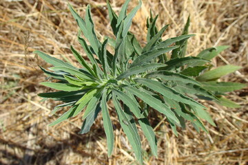 Fototapeta premium Tall Fleabane (Conyza sumatrensis)