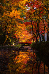 日本　静岡県周智郡森町、小國神社のライトアップされた紅葉