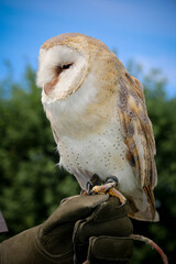 La chouette effraie dans une démonstration de vol de rapaces par un fauconnier