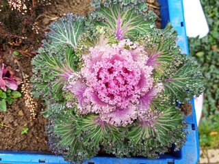 flowers in a garden