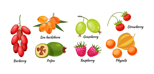Forest berry and fruit plant. Juicy fresh berries physalis, feijoa, rosehip, barberry, goji, black currant, raspberry cartoon vector