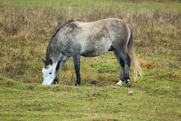 The horse runs and stands in the tall grass. Long mane, a brown horse gallops.