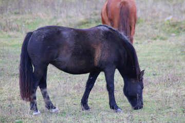 The horse runs and stands in the tall grass. Long mane, a brown horse gallops.