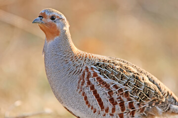 The gray partridge (Perdix perdix) close-up portrait in natural habitat. Detailed photos of plumage