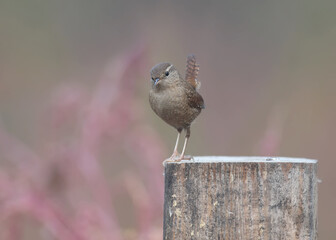 Unusual foggy photos of the Eurasian wren (Troglodytes troglodytes) close-up and detailed plumage pattern