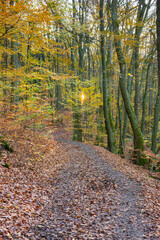 Sonnenstern im Herbstwald