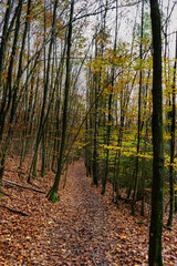 Herbstlicher Waldweg