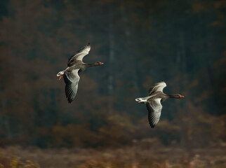 goose flying in the sky autumn colours