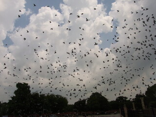インドの空の鳥の大群