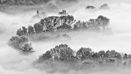 Black and white landscape with fog and trees 