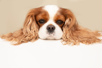 funny dog put its big red fluffy ears on the table and sadly looks hopefully at the empty space for...