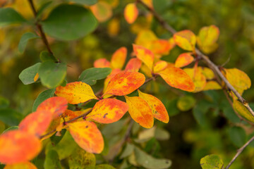 red and yellow leaves