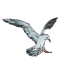 The seagull with its wings spread is about to land. Isolated on white background