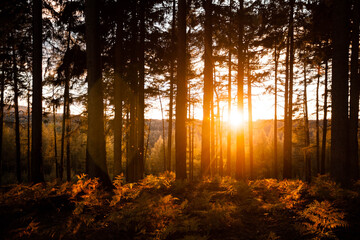 sunset in the forest with fresh oxygen to ventilate lungs in golden hour