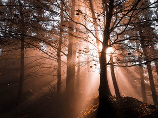 Obraz premium Colorful sun rays shining through the trees in forest, morning foggy weather time