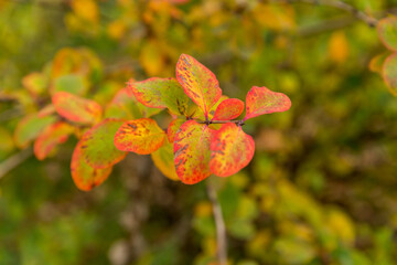 red and yellow flowers