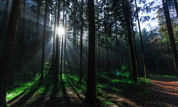 sunbeams passing through the trees in wonderful forest