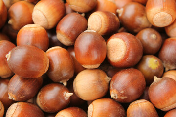 A lot of dried acorn. Autumn background