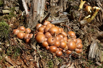 Yellow forest mushrooms grew on a fallen tree