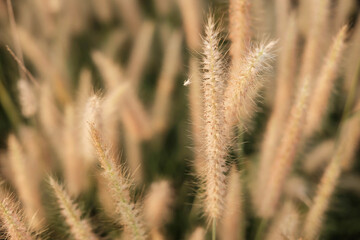 Fototapeta premium Poaceae Grass Flowers Field and Poaceae background