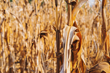 .Dry corn plant background And dry corn fields