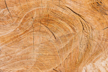 The surface details of the cut tree