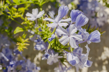 Muscat flowers on the terrace wall 