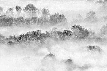 Matin brumeux dans la forêt, photographie d& 39 art