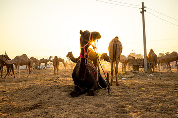 silhouette of camel and sunrise at pushkar camel festival.