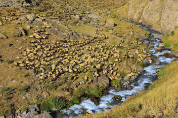 a flock of sheep and a flowing stream in the mountains
