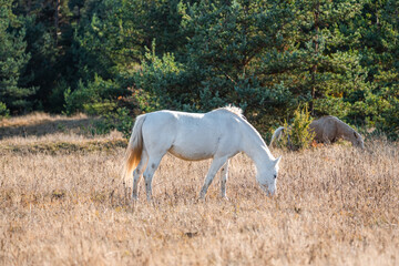 Obraz na płótnie Canvas White horse on pasture in golden autumn grassland with trees in the background rural landscape