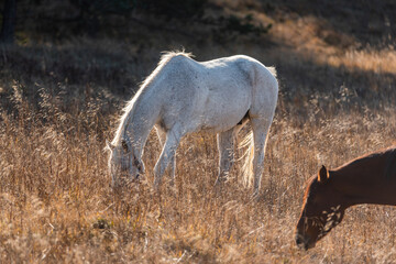Obraz premium Horses on pasture autumn scene landscape in golden grass vivid colors natural looking with copy space for text