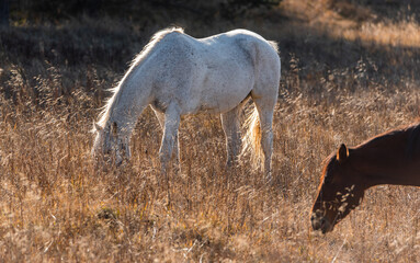 Obraz premium Horses on pasture autumn scene landscape in golden grass vivid colors natural looking with copy space for text