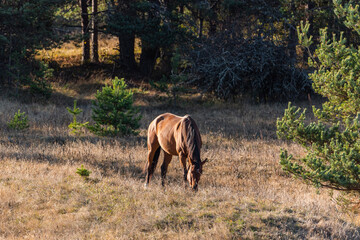 Obraz na płótnie Canvas Light brown stallion posing in autumn landscape tall golden grassland