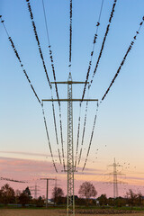 flock of birds on overhead line against evening sky