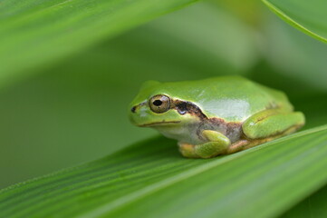 ニホンアマガエル