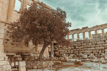 The famous historic olive tree planted at the beautiful ancient Erechtheion temple, behind the...