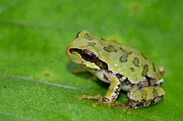 Fototapeta premium ニホンアマガエル