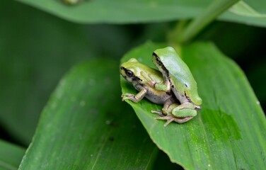 ニホンアマガエル