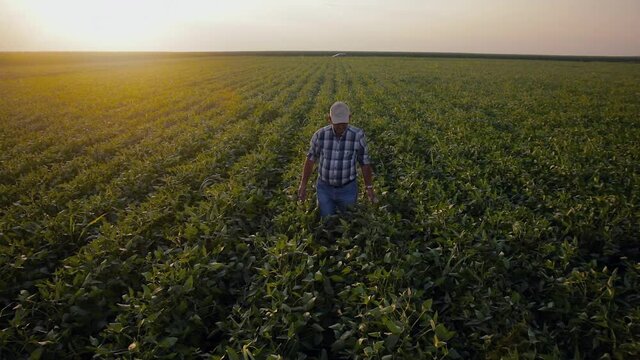 Senior Farmer Walking In Soybean Field Examining Crop During Sunset.	